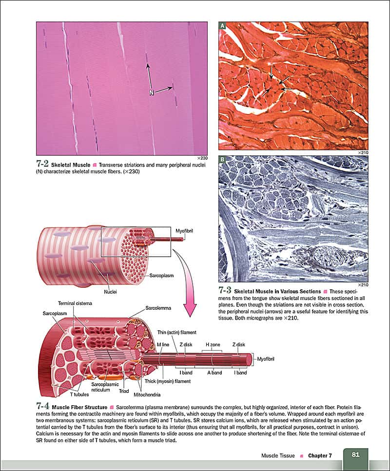 A Photographic Atlas of Histology, 2e - Morton Publishing 