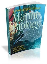 A Photographic Atlas of Marine Biology