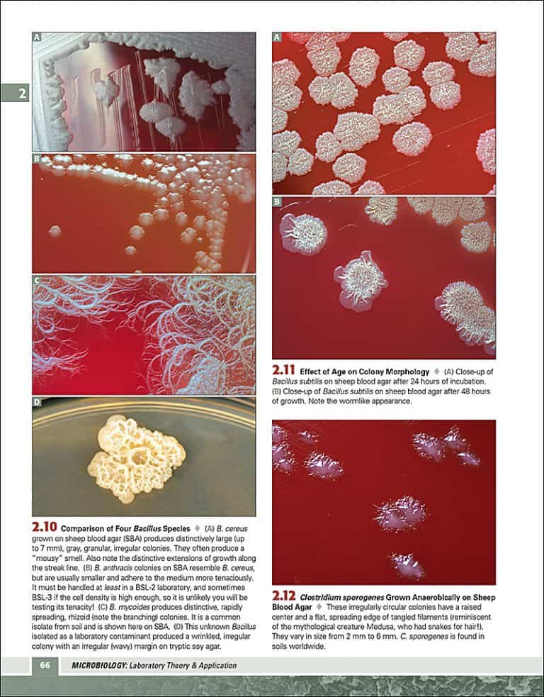 Microbiology visual data 7