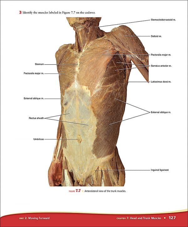 Discovering Anatomy A Guided Examination of the Cadaver Morton