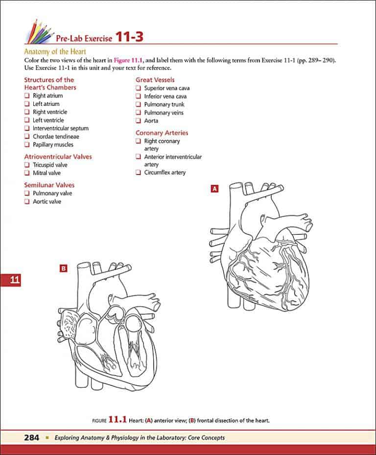 Exploring Anatomy & Physiology in the Laboratory: Core Concepts, 2e ...
