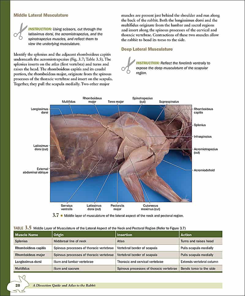 A Dissection Guide & Atlas to the Rabbit Morton Publishing