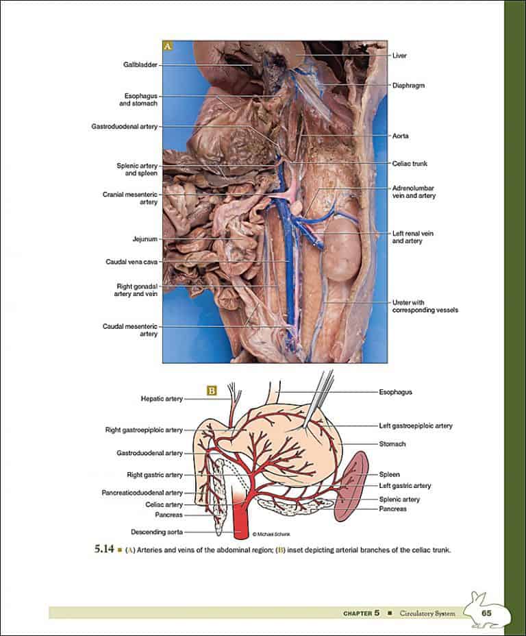 A Dissection Guide & Atlas to the Rabbit Morton Publishing