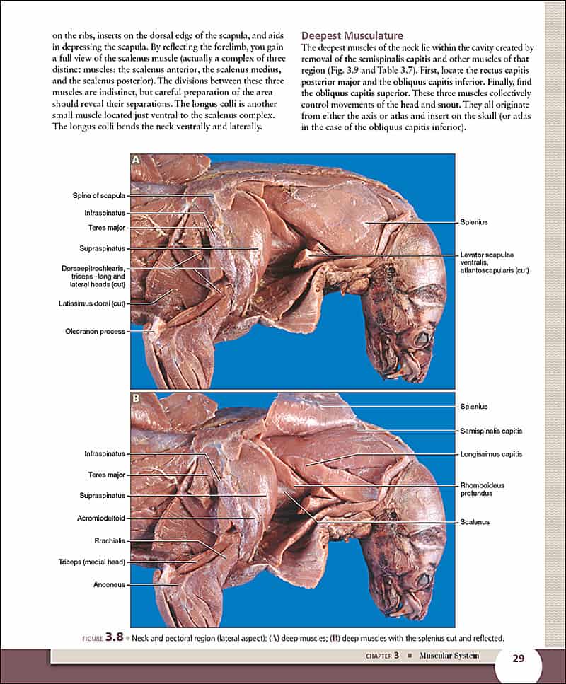 A Dissection Guide & Atlas to the Mink, 2e Morton Publishing