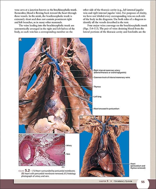A Dissection Guide & Atlas to the Mink, 2e Morton Publishing