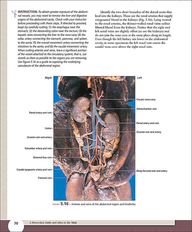 A Dissection Guide & Atlas to the Mink, 2e Morton Publishing