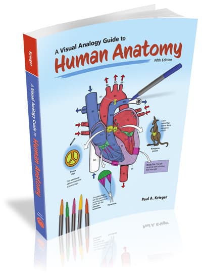 A Visual Analogy Guide to Human Anatomy, 5e